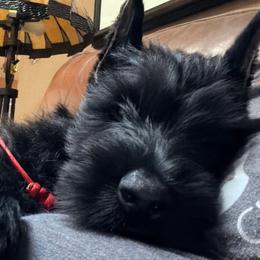 Giant Schnauzers and Miniature Schnauzers from CARRY ON SCHNAUZERS
