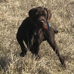 Baron - Pudelpointer