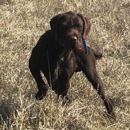 Baron - Pudelpointer