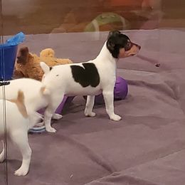 Toy Fox Terrier Puppies from DynAsty Toy Fox Terriers