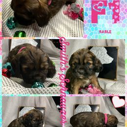 Cocker Spaniel and Miniature Schnauzer Puppies from Smith’s Schnauzer Den