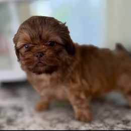 Ziggy - Liver male Shih Tzu puppy in Fredericksburg, Virginia from Pumpkin Patch Pups