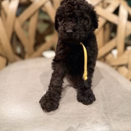 Lucy Vanpelt - Black female Goldendoodle puppy in Houston, Texas from Were The Mack'Doodles