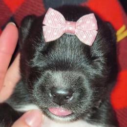 NessaRose - Sable and white female Siberian Husky puppy in Richland, Mississippi from Feazell’s Siberian Huskies