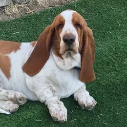 Angus - Basset Hound