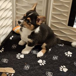 American Corgi and Pembroke Welsh Corgi Puppies from Clarence Corgis