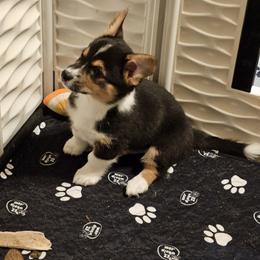American Corgi and Pembroke Welsh Corgi Puppies from Clarence Corgis