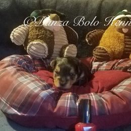 Yorkipoo and Yorkshire Terrier Puppies from Danza Bolo
