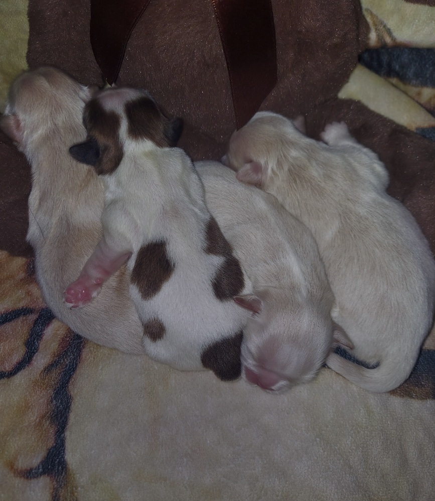 Shih Tzu Puppies from Nickerson Farms Shih Tzu & Imperial Beauties LLC.