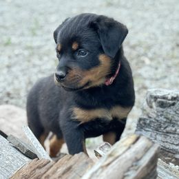 Rottweiler Puppies from Cross Creek Rottweilers