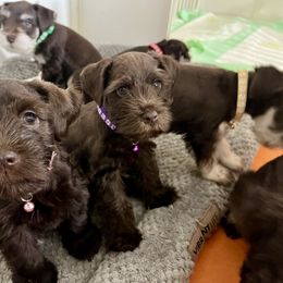 Miniature Schnauzer Puppies from Reservoir Dogs