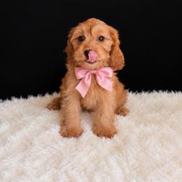 Honey - Apricot female Cavapoo puppy in Richmond, Texas from Poodles of the south