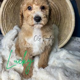 Lucky - Cream male Goldendoodle puppy in Cleveland, Georgia from The O.G. Doodles
