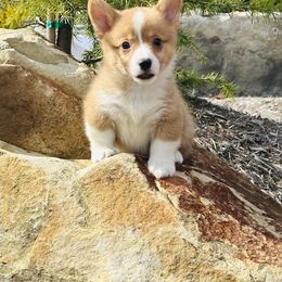 Tito - Red male Pembroke Welsh Corgi puppy in Manchester, Kentucky from Riverside Corgis