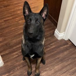 Belgian Malinois from Forever K9