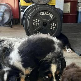 Australian Shepherd Puppies from Diamond Ridge Aussies