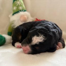 Valentine - Tri-color female Bernedoodle puppy in Carlotta, California from Lost Coast Bernese Mountain Dogs