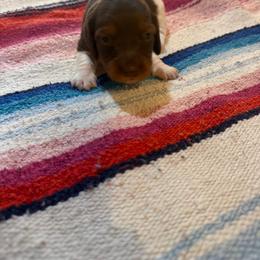 Ivy - Piebald female Dachshund puppy in Cabool, Missouri from Hidden Valley Farms