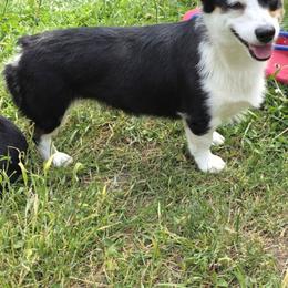 Lexi - Pembroke Welsh Corgi