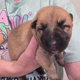 Yellow collar girl - Sable female German Shepherd puppy in Dallas, Pennsylvania from Mountainside German Shepherds