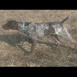 Knox - German Shorthaired Pointer