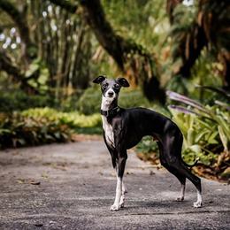 Italian Greyhound All Grown Up from Quality Italian Greyhounds