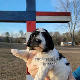 Lavender collar - Parti female Poodle puppy in Shelby, Alabama from New Life Family Farm