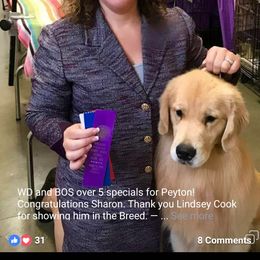 Peyton - Golden Retriever