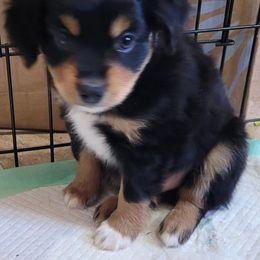 Miniature Australian Shepherd and Toy Australian Shepherd Puppies from Heritage Homestead