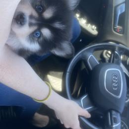 Pomsky and Siberian Husky Puppies from Pine and Sea Pomskies