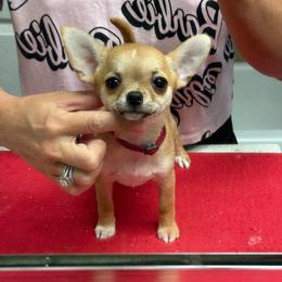 Audie - Fawn female Chihuahua puppy in Spring Hill, Florida from Stardom Chihuahuas & CKCS