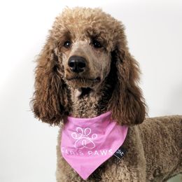 Piper - Poodle