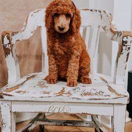 Poodle Puppies from Bridge City Poodles