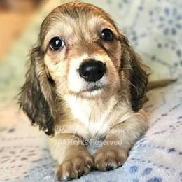 Shaded Cream Male - Cream male Dachshund puppy in Cleveland, Tennessee from Kelly's Doxie Farm