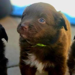 Ringo - Red & white Australian Shepherd puppy in Santa Fe, New Mexico from Heartstead Haven Australian Shepherds