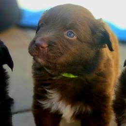 Ringo - Red & white Australian Shepherd puppy in Santa Fe, New Mexico from Heartstead Haven Australian Shepherds