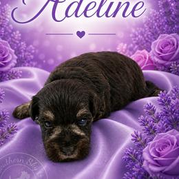 Adeline - Liver female Miniature Schnauzer puppy in Sylvania, Georgia from Southern Sky Miniature Schnauzers