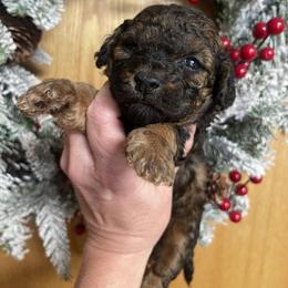 Apple STrudel - Chocolate female Goldendoodle puppy in Home, Pennsylvania from Plum Creek Acres Next Generation