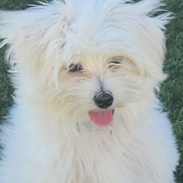 Maltese Puppies from Arizona Maltese Gems