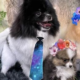 Pomeranians from Glynnie’s Precious Pomeranians