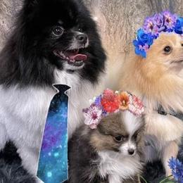 Pomeranians from Glynnie’s Precious Pomeranians