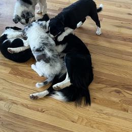 Border Collie Puppies from Roaring River Border Collies