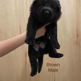 German Shepherd Puppies from Vom Jazzigen Haus