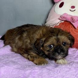 Rachel - Red and tan female Shih Tzu puppy in Ocala, Florida from Mimi's Shih-tzus of Ocala