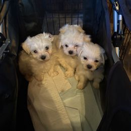 Maltese and Maltipoo Puppies from Playful Paws Maltese and Maltipoos