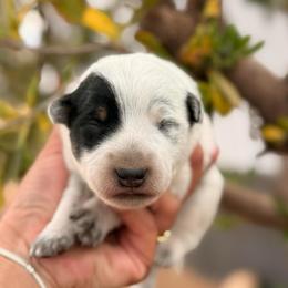 Blu - Blue mottled male Australian Cattle Dog puppy in Sahuarita, Arizona from A2 Australian Cattle Dogs