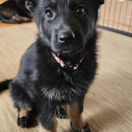 Girl 2 (Pink) - Bi-color female German Shepherd puppy in Genoa, Illinois from vom ehrenSchutz German Shepherds