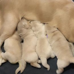 Golden Retrievers and Labrador Retrievers from Leavitt Retrievers
