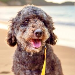 Harper - Bernedoodle