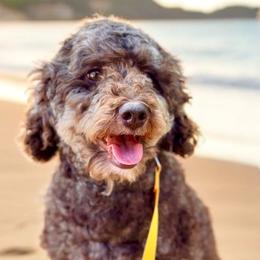 Harper - Bernedoodle